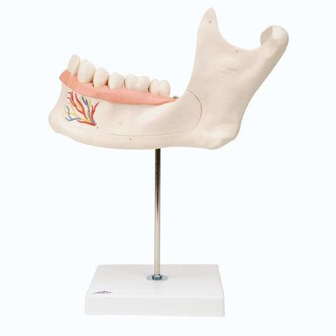 Image of 3B Scientific Half Lower Jaw, 3 times full-size, 6 part