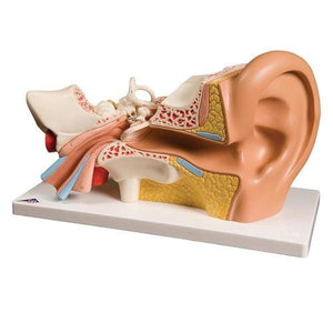3B Scientific Ear Model, 3 times life size, 4 part