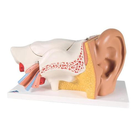 Image of 3B Scientific Ear Model, 3 times life size, 6 part