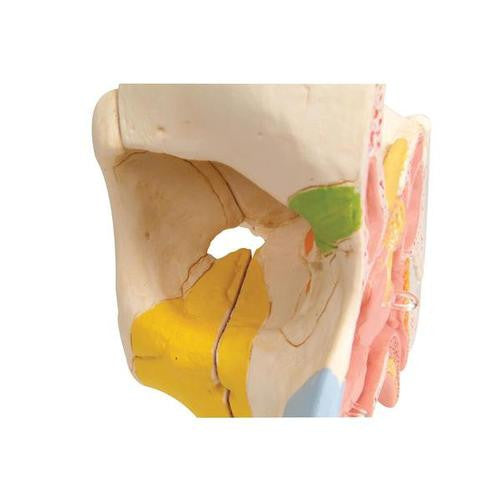 3B Scientific Nose Model with Paranasal Sinuses, 5 part