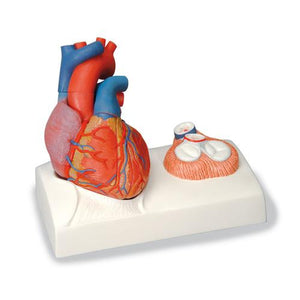 3B Scientific Magnetic Heart model, life-size, 5 parts