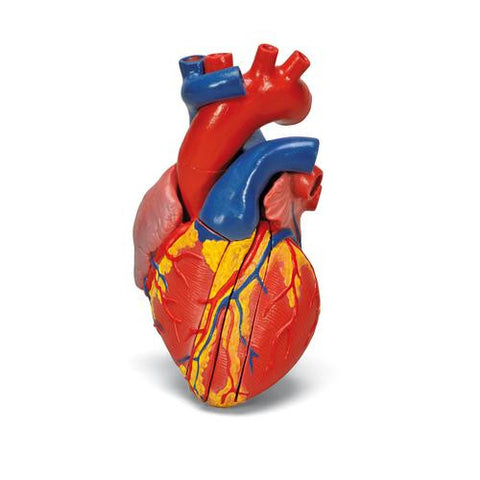 Image of 3B Scientific Magnetic Heart model, life-size, 5 parts