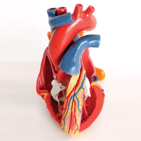 Image of 3B Scientific Magnetic Heart model, life-size, 5 parts