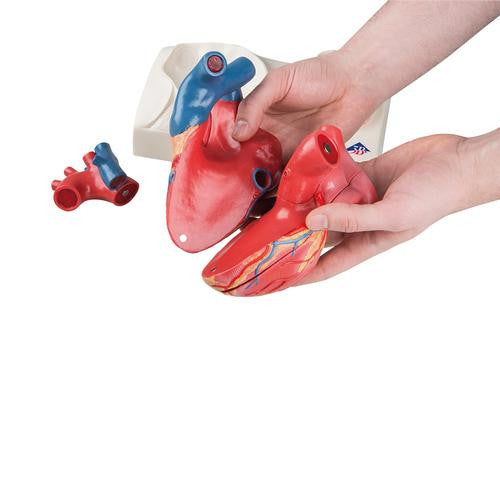3B Scientific Magnetic Heart model, life-size, 5 parts