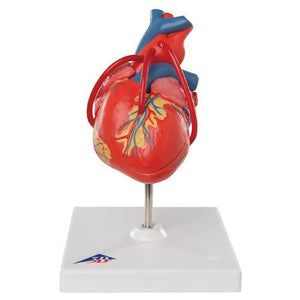 3B Scientific Classic Heart with Bypass, 2 part