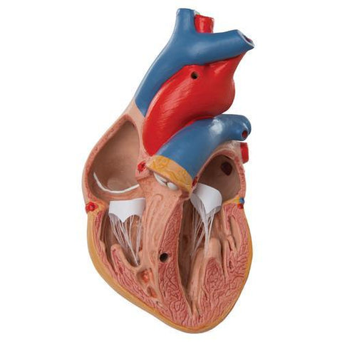 Image of 3B Scientific Classic Heart with Thymus, 3 part