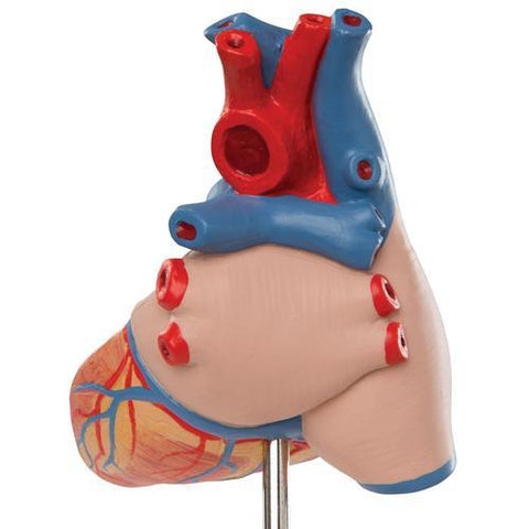 Image of 3B Scientific Classic Heart with Thymus, 3 part