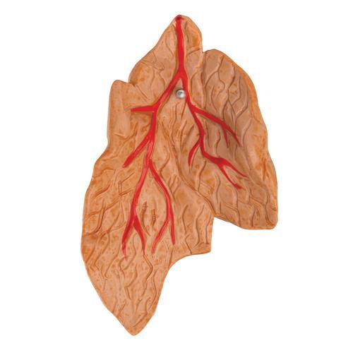 3B Scientific Classic Heart with Thymus, 3 part