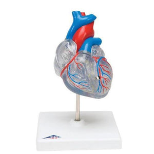 3B Scientific Classic Heart with Conducting System, 2 part