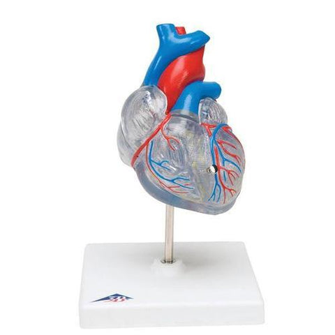 Image of 3B Scientific Classic Heart with Conducting System, 2 part