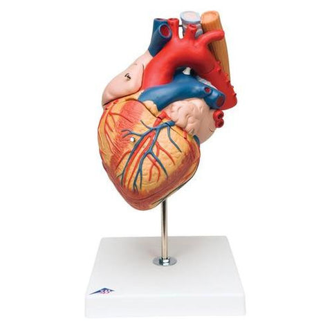 Image of 3B Scientific Heart with Esophagus and Trachea, 2 times life size, 5 part
