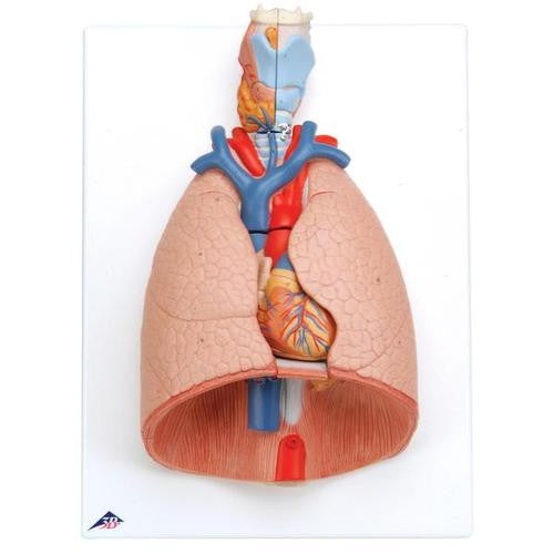 3B Scientific Lung Model with larynx, 7 part