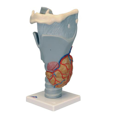 Image of 3B Scientific Functional Larynx Model, 2.5 times full-size