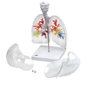 3B Scientific CT Bronchial Tree with Larynx and Transparent Lungs