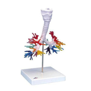 3B Scientific CT Bronchial Tree with Larynx