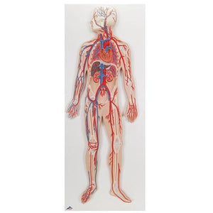 3B Scientific Circulatory System