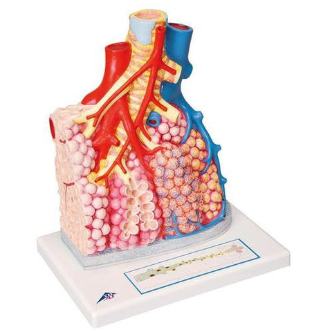 Image of 3B Scientific Pulmonary Lobule with Surrounding Blood Vessels
