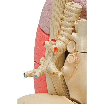Image of 3B Scientific Segmented Lung