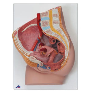 3B Scientific Female Pelvis, 2 part