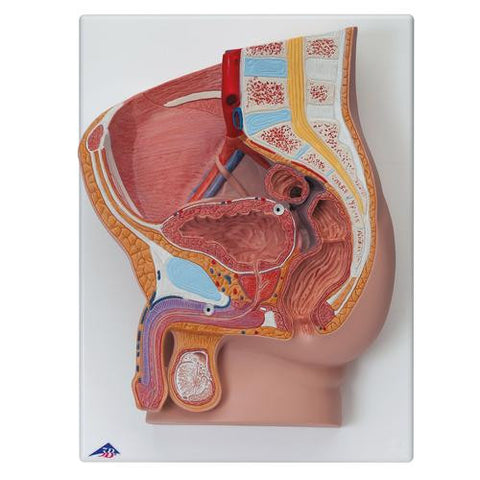 Image of 3B Scientific Male Pelvis, 2 part