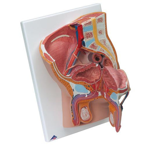 Image of 3B Scientific Male Pelvis, 2 part