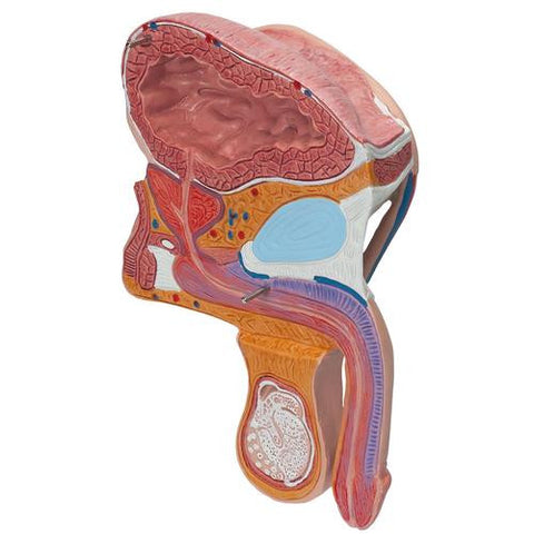 Image of 3B Scientific Male Pelvis, 2 part