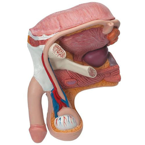 Image of 3B Scientific Male Pelvis, 2 part