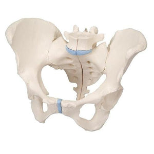 3B Scientific Female Pelvis, 3 part