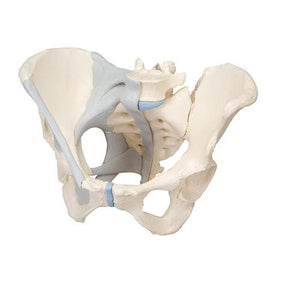 3B Scientific Female Pelvis with Ligaments, 3 part