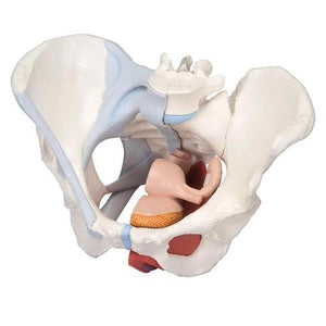 3B Scientific Female Pelvis with Ligaments Muscles and Organs