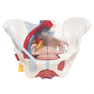 3B Scientific Female Pelvis with Ligaments, Vessels, Nerves, Pelvic Floor, Organs