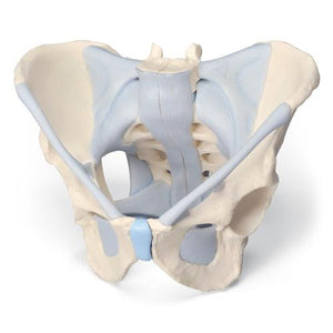 3B Scientific Male pelvis with ligaments, 2-parts