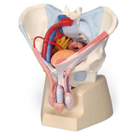 Image of 3B Scientific Male pelvis (7-parts)