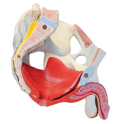 Image of 3B Scientific Male pelvis (7-parts)