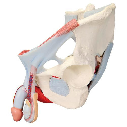 Image of 3B Scientific Male pelvis (7-parts)