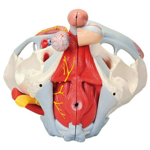 Image of 3B Scientific Male pelvis (7-parts)