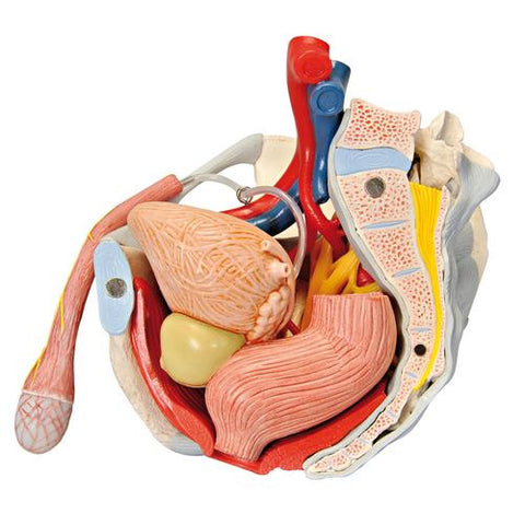 Image of 3B Scientific Male pelvis (7-parts)