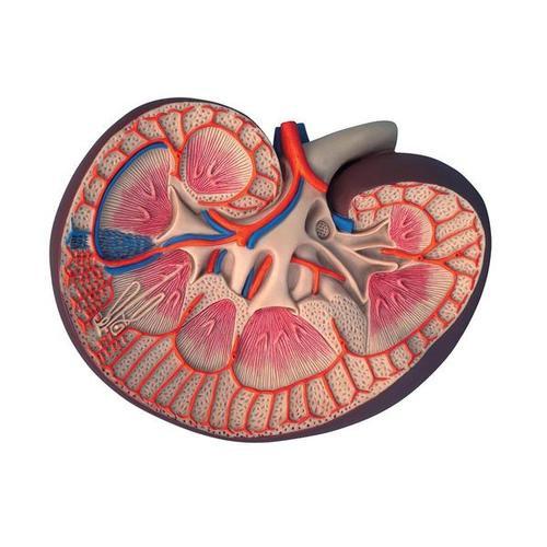 3B Scientific Basic Kidney Section, 3 times full-size