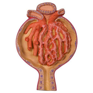3B Scientific Malpighian Corpuscle of Kidney, 700 times full-size