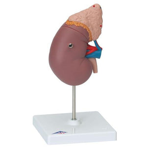 3B Scientific Kidney with Adrenal Gland, 2 part