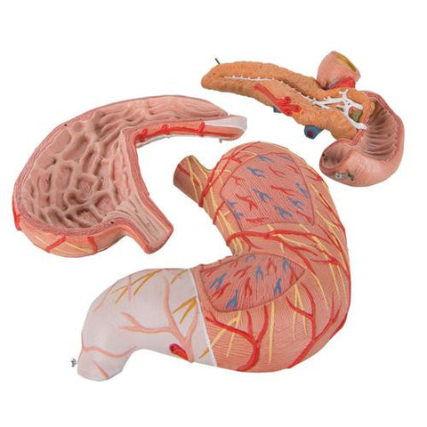 Image of 3B Scientific Stomach, 3 part