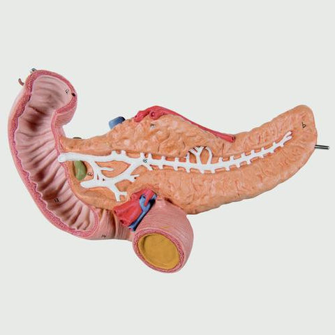 Image of 3B Scientific Stomach, 3 part
