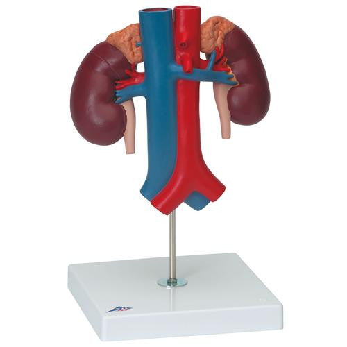 3B Scientific Kidneys with Vessels - 2 Part