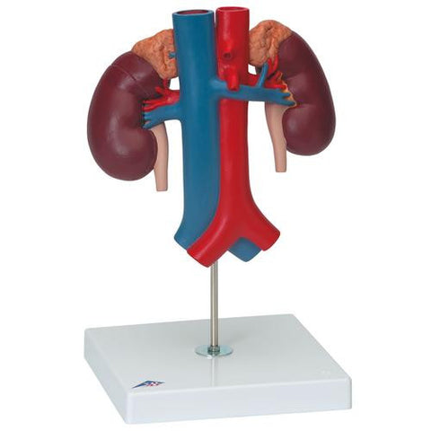Image of 3B Scientific Kidneys with Vessels - 2 Part
