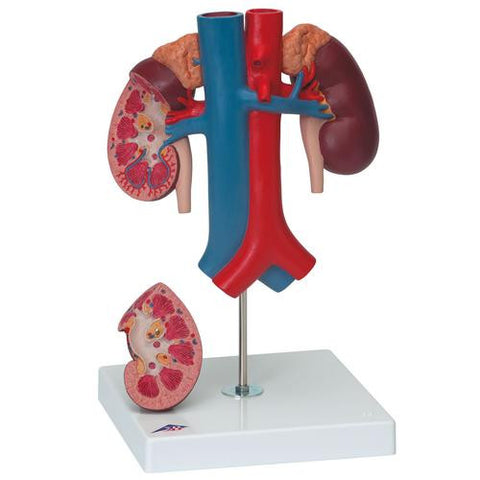 Image of 3B Scientific Kidneys with Vessels - 2 Part