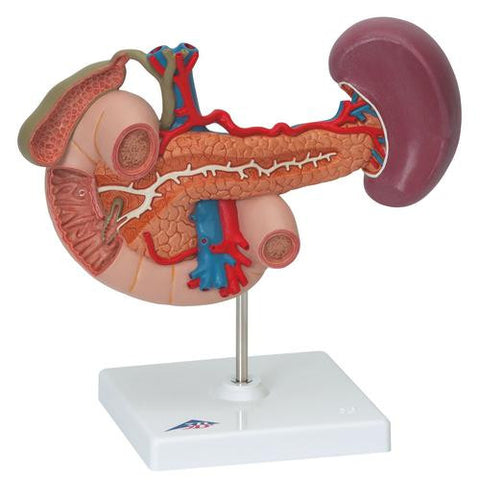 Image of 3B Scientific Rear organs of the upper abdomen