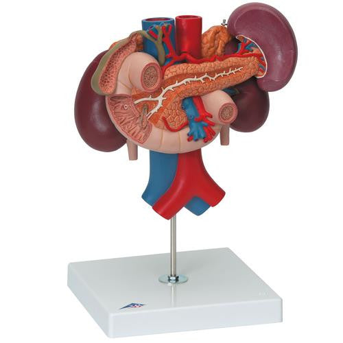 3B Scientific Kidneys with Rear Organs of the Upper Abdomen - 3 Part