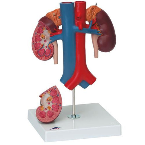 Image of 3B Scientific Kidneys with Rear Organs of the Upper Abdomen - 3 Part