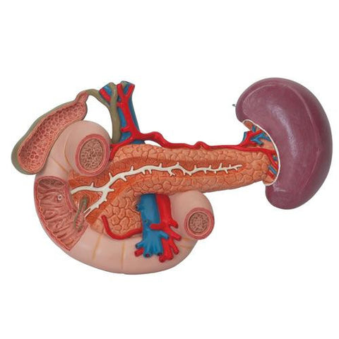 Image of 3B Scientific Kidneys with Rear Organs of the Upper Abdomen - 3 Part