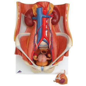 3B Scientific Dual Sex Urinary System, 6 part